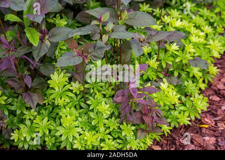 Lysimachia ciliata 'Firecracker' underplanted avec Galium odoratum Banque D'Images