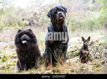 Photo de chiens dans la nature, à l'automne Banque D'Images