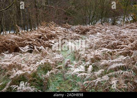 Givre sur la fougère d'automne dans la Haute Vallée de Derwent, Derbyshire, Angleterre. Un froid matin de novembre. Banque D'Images