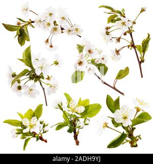 Ensemble de branches fleuries de pomme, cerise et prune isolé sur fond blanc Banque D'Images
