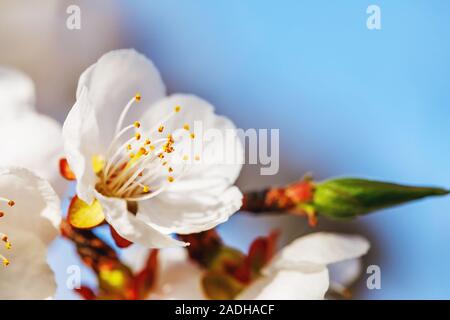 Direction générale de l'abricot à fleurs, un jour ensoleillé, contre le ciel bleu Banque D'Images