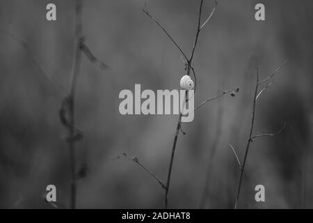 Blanc coquille d'escargot sur une branche dans le jardin, photo nb. Banque D'Images