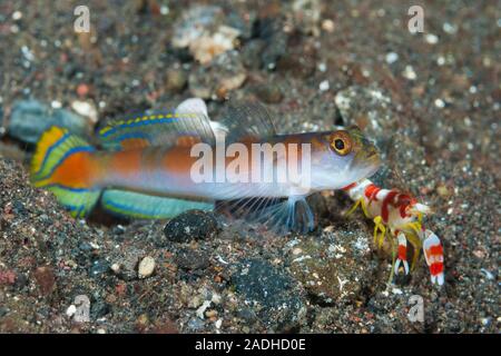 Flag-Tail Shrimp-Goby Amblyeleotris yanoi Banque D'Images