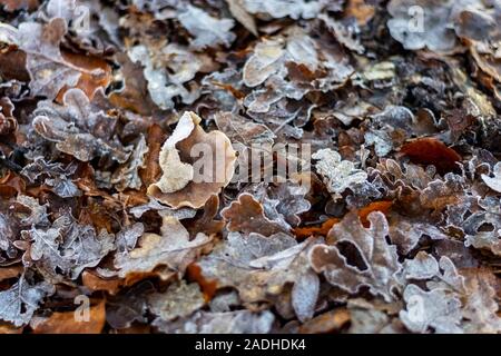 Les feuilles en décomposition sur un plancher de bois avec un champignon poussant parmi eux Banque D'Images