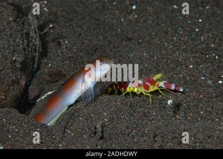 Flag-Tail Shrimp-Goby Amblyeleotris yanoi Banque D'Images