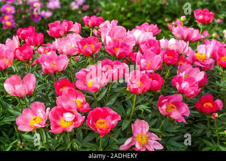 Fleurs de pivoine rose Paeonia 'Flame' en fleurs de pivoines Banque D'Images