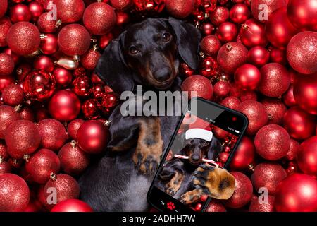 Chien saucisse basset allemand en père Noël pour les vacances de Noël reposant sur un noël boules babioles comme arrière-plan avec Candy Cane stick Banque D'Images