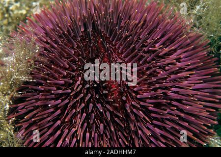 L'oursin violet (Sphaerechinus granularis), toxiques, Majorque, îles Baléares, Espagne Banque D'Images