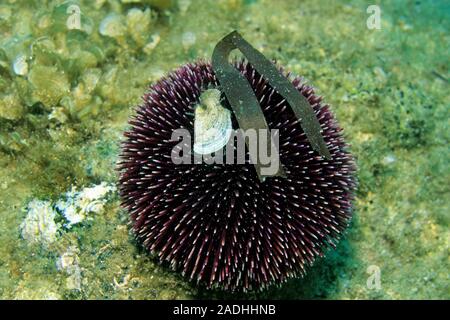 L'oursin violet (Sphaerechinus granularis), toxiques, Majorque, îles Baléares, Espagne Banque D'Images