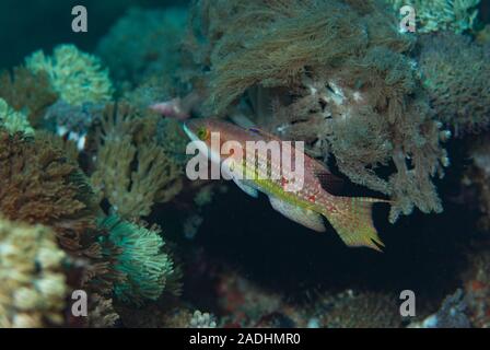 Petit Maori Wrasse Cheilinus bimaculatus Banque D'Images