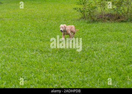 Chiot Golden marcher librement sur l'herbe verte dans le parc Banque D'Images