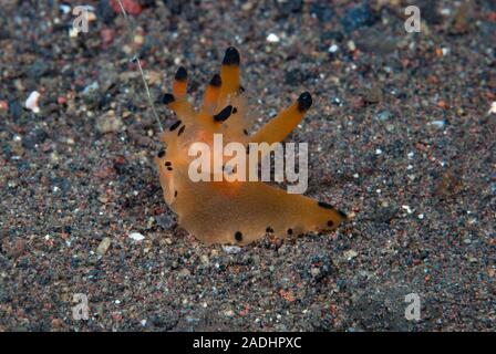 Nudibranche Thecacera sp. Banque D'Images