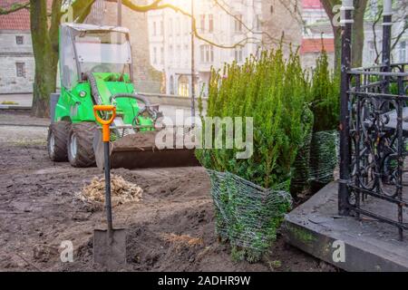 Une rangée d'arbres conifères plantés à l'automne dans un parc de la ville, et un tracteur vert dans l'arrière-plan Banque D'Images