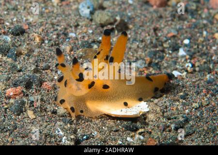 Nudibranche Thecacera sp. Banque D'Images