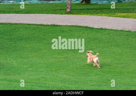 Petit chiot golden retriever d'exécution sur l'herbe verte Banque D'Images