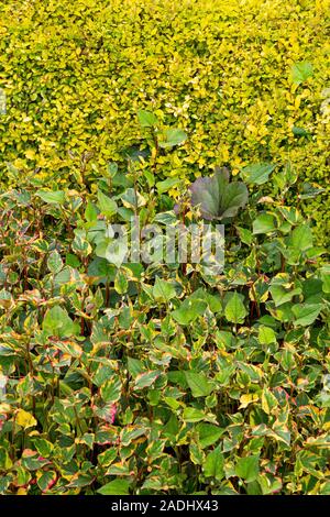 Houttuynia cordata frontière herbacées avec 'Chameleon' et Buxus sempervirens 'Aurea' Banque D'Images