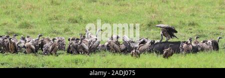 Une variété de vautours se rassembler autour des vestiges d'un buffle (Syncerus caffer) sur le bord de la Silale Swamp. Oiseaux présents : Ruppel Banque D'Images