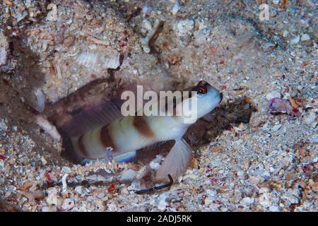 Gymnocephala Shrimp-Goby Amblyeleotris masqués Banque D'Images