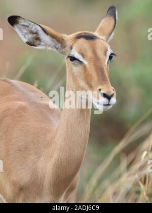 Close-up portrait of a female Impala (Aepyceros melampus). Parc national de Tarangire, en Tanzanie. Banque D'Images