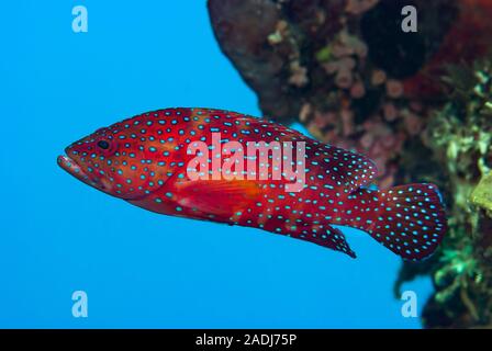 Tétras de corail Cephalopolis miniata Banque D'Images