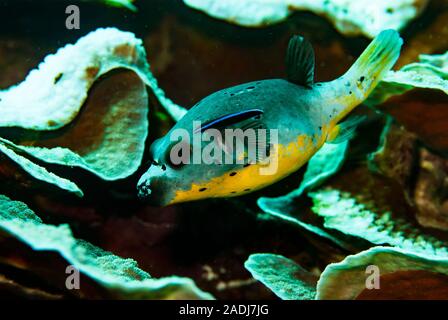 Arothron nigropunctatus Puffer Épinoche tachetée Banque D'Images