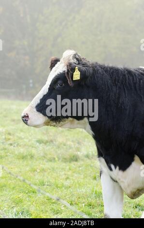 L'élevage de bovins domestiques, Bos taurus, près d'une ferme de bétail sur un pâturage en Allemagne, Europe de l'Ouest Banque D'Images