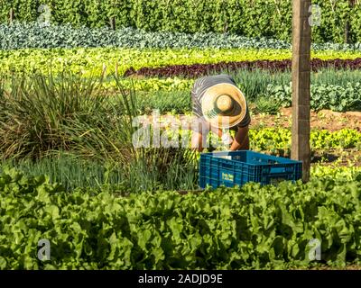 Marilia, Sao Paulo, Brésil, 01 juillet 2019. Agriculteurs travaillent dans un potager d'une petite exploitation familiale dans la ville de Marilia Banque D'Images