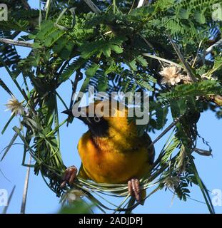 Un mâle de Speke (Pycnonotus Tricolor spekei) travaille sur son nid dans un arbre d'acacia épineux. Il a déjà terminé l'anneau initial de carex qui découle de Banque D'Images