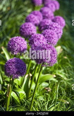 L'Oignon Allium giganteum géant 'Globemaster' en pleine floraison Banque D'Images