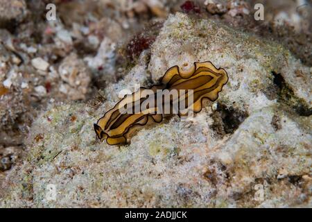 Cf. Pseudobiceros gratus Banque D'Images