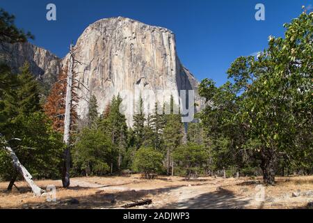 El Capitan vu à partir de la base de la Valley, Yosemite National Park, California, USA. Banque D'Images