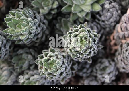 Haworthiopsis reinwardtii reinwardtii Haworthia, Zebra, usine de verrue, Zebrina Banque D'Images