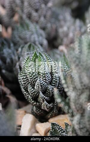 Haworthiopsis reinwardtii reinwardtii Haworthia, Zebra, usine de verrue, Zebrina Banque D'Images