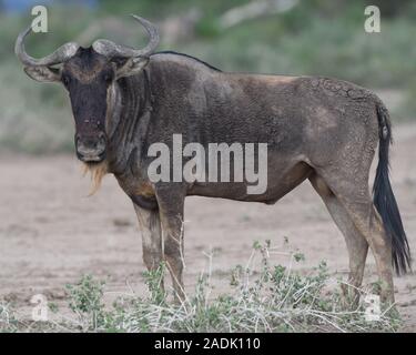 Un flétrissement bleu (Connochaetes taurinus) dans l'herbe d'été brune. . Zone de gestion de la faune de Sinya, Tanzanie. Banque D'Images