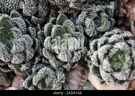 Haworthiopsis reinwardtii reinwardtii Haworthia, Zebra, usine de verrue, Zebrina Banque D'Images