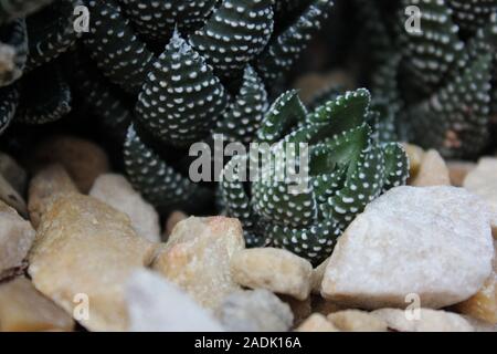 Haworthiopsis reinwardtii reinwardtii Haworthia, Zebra, usine de verrue, Zebrina Banque D'Images