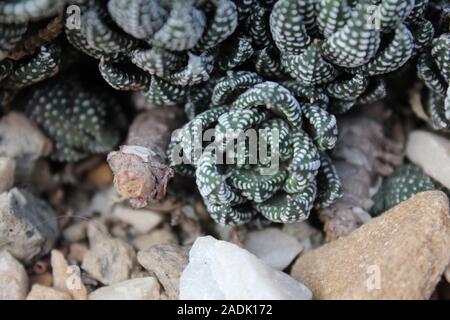 Haworthiopsis reinwardtii reinwardtii Haworthia, Zebra, usine de verrue, Zebrina Banque D'Images