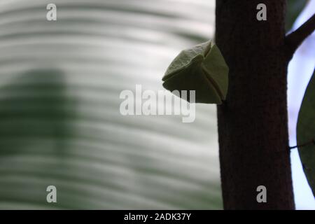 Corossol, Graviola, guyabano, guanábana, Annona muricata, graviola Banque D'Images