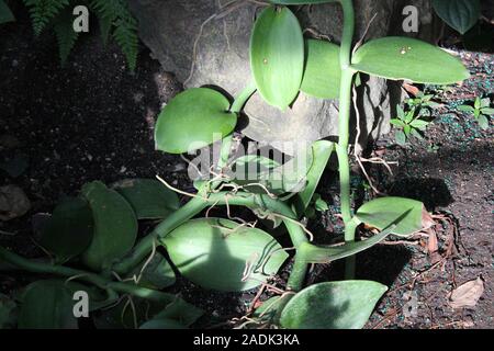 Télévision naturel orchidée vanille à feuilles de vigne et de feuilles de plantes, Vanille Bourbon, Madagascar, vanille Vanilla planifolia réel Banque D'Images