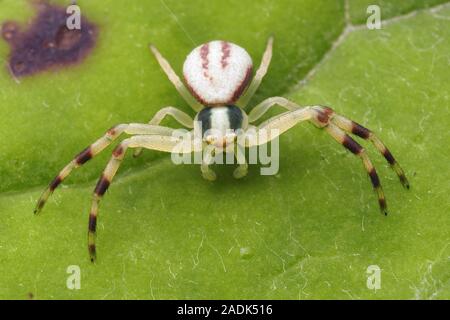 Misumena vatia araignée crabe mâle assis sur des feuilles de plantes. Tipperary, Irlande Banque D'Images