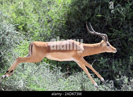 Un impala passe par un gommage sec. Zone de gestion de la faune de Sinya, Tanzanie. Banque D'Images