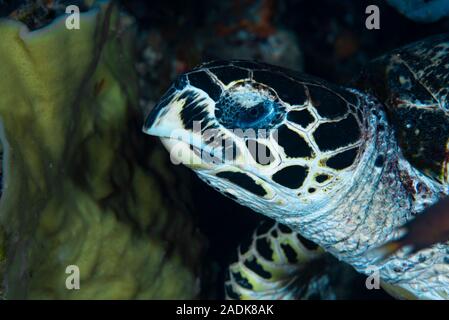 La tortue imbriquée Eretmochelys imbricata Banque D'Images