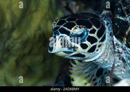 La tortue imbriquée Eretmochelys imbricata Banque D'Images