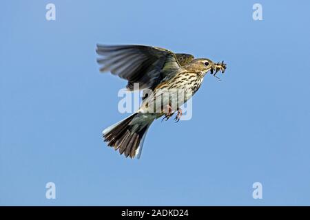 Meadow pipit spioncelle (Anthus pratensis) avec des insectes en vol bec contre le ciel bleu Banque D'Images