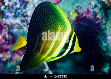 Sailfin Tang Zebrasoma veliferum pacifique Banque D'Images