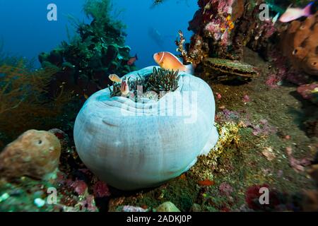 Poisson Clown Amphiprion perideraion rose Banque D'Images