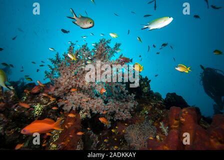 La biodiversité marine tropicale dans le Triangle de Corail indonésien. Paysage sous-marin des récifs coralliens Banque D'Images