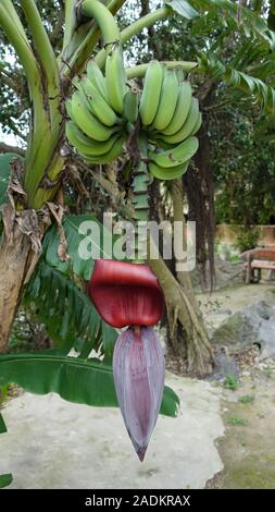 Un bananier avec sa banane fleur pousse au Vietnam Banque D'Images