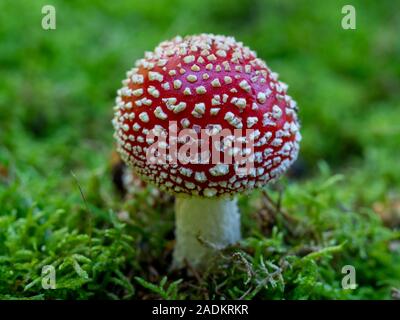Libre d'une mouche Amanita muscaria champignon agaric sur sol moussu Banque D'Images
