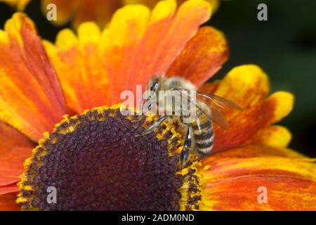 Helenium 'Helbro Mardi Gras' (Sneezeweed) ou Helen's Flower Banque D'Images